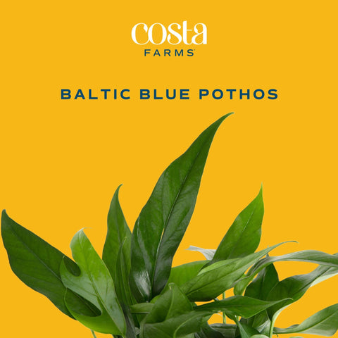 Baltic Blue Pothos on a desk for greenery and calm workspace.