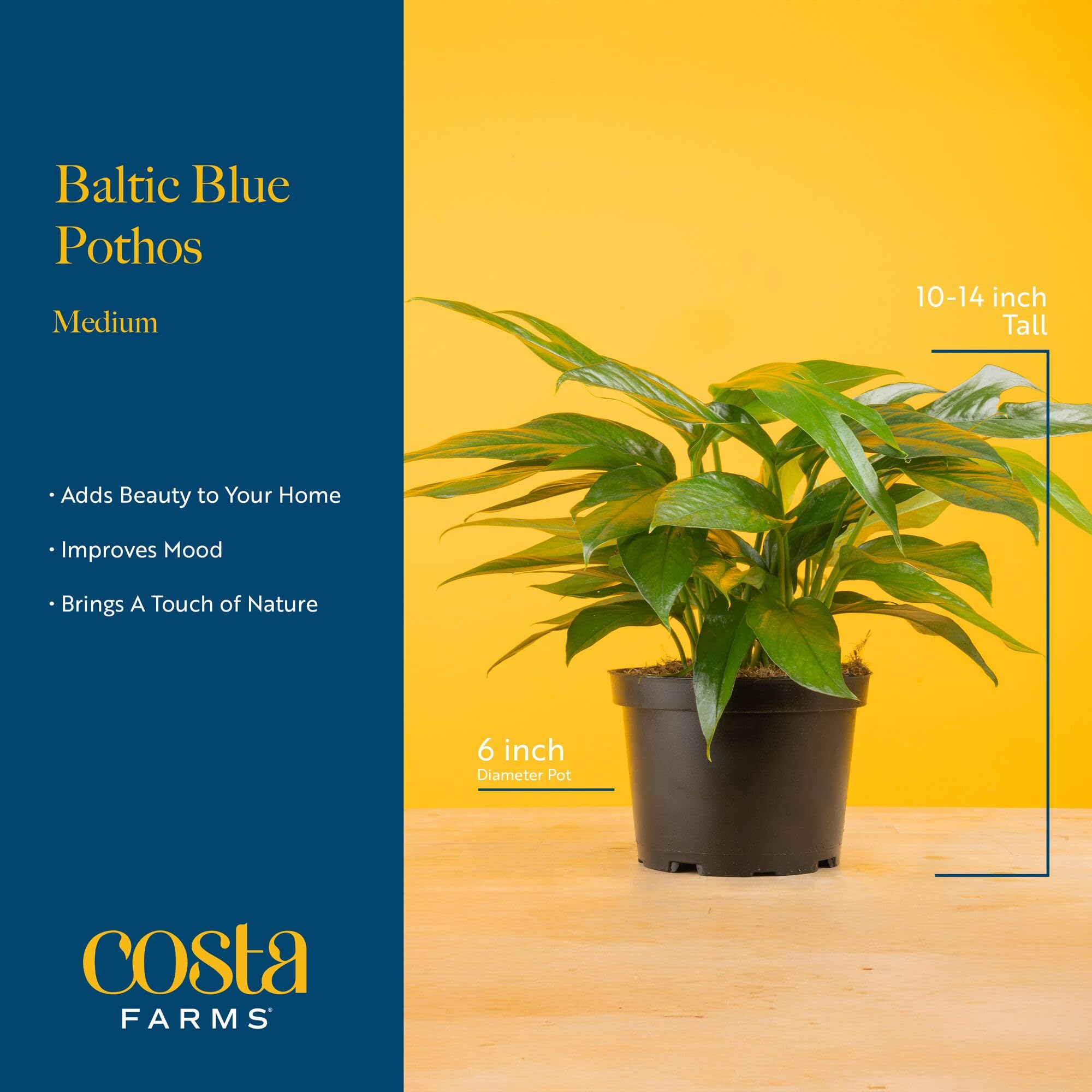 Baltic Blue Pothos on a shelf adds vibrant home styling.