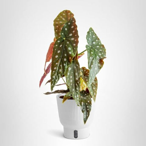 Care tips for Begonia Maculata to maintain vitality and color