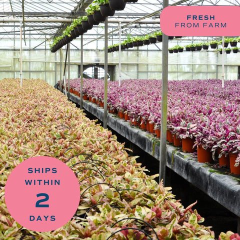 Gift-ready Begonia Maculata for housewarmings or celebrations