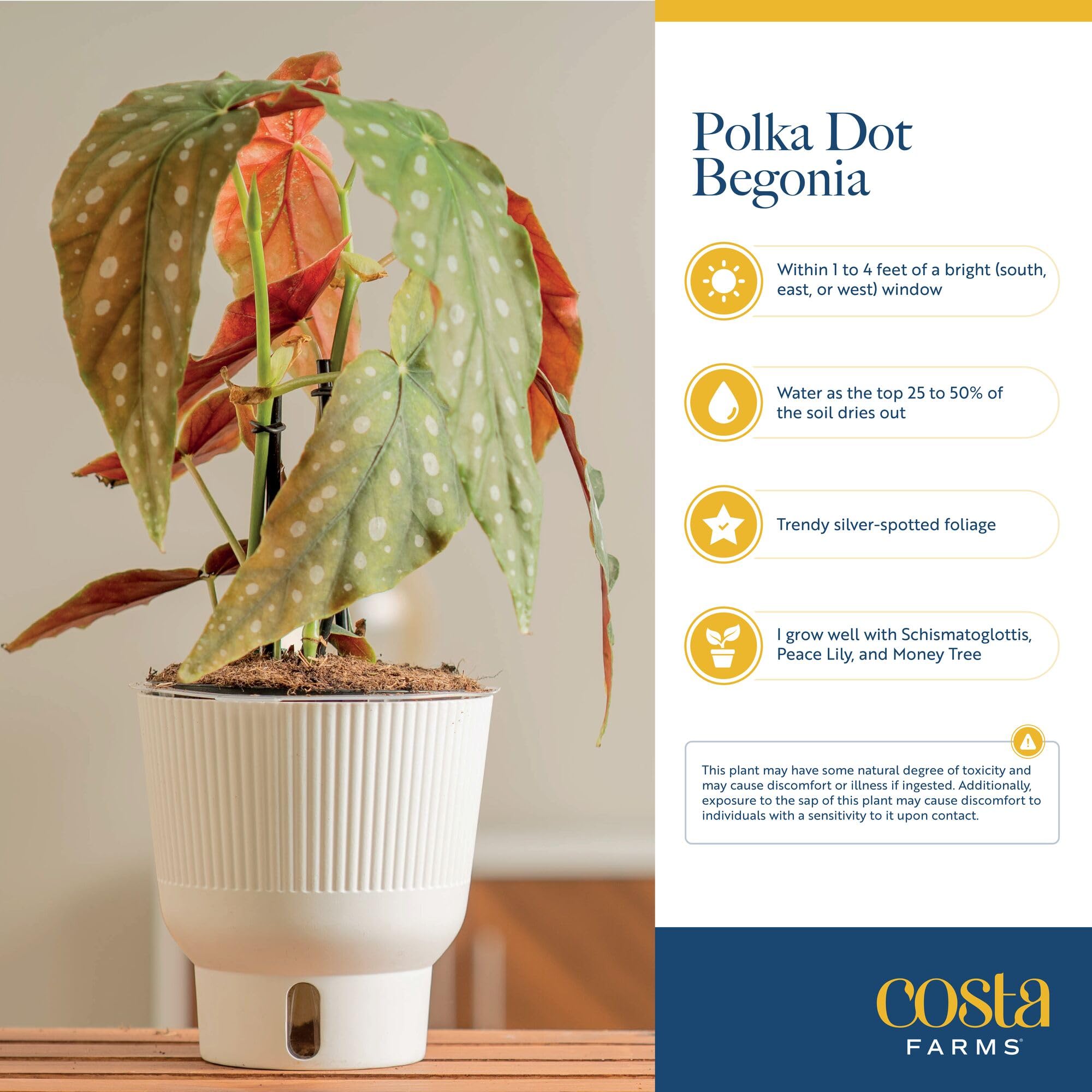 No-hole pot prevents spills while showcasing Begonia Maculata