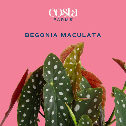 Begonia Maculata table-top decor with dramatic polka dots
