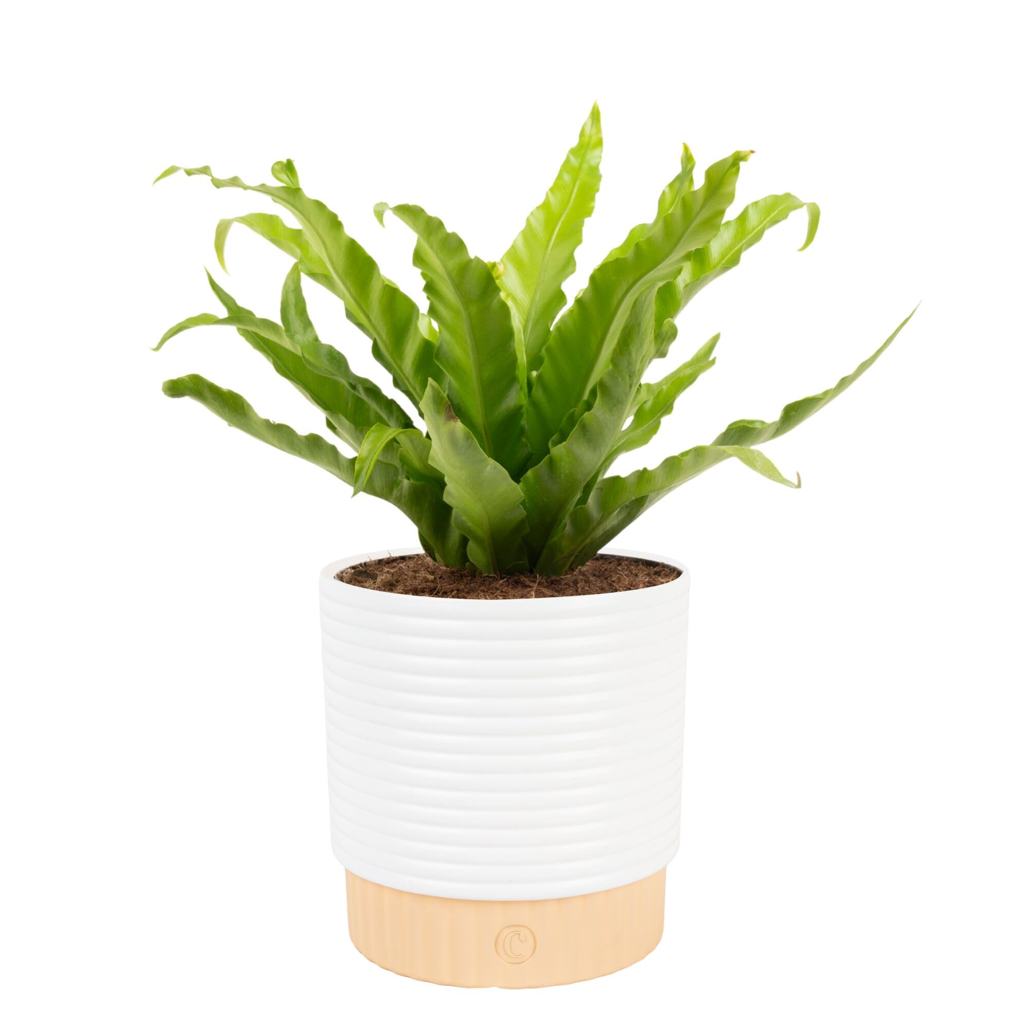 Costa Farms Bird's Nest Fern in decorative pot adds stylish room decor.