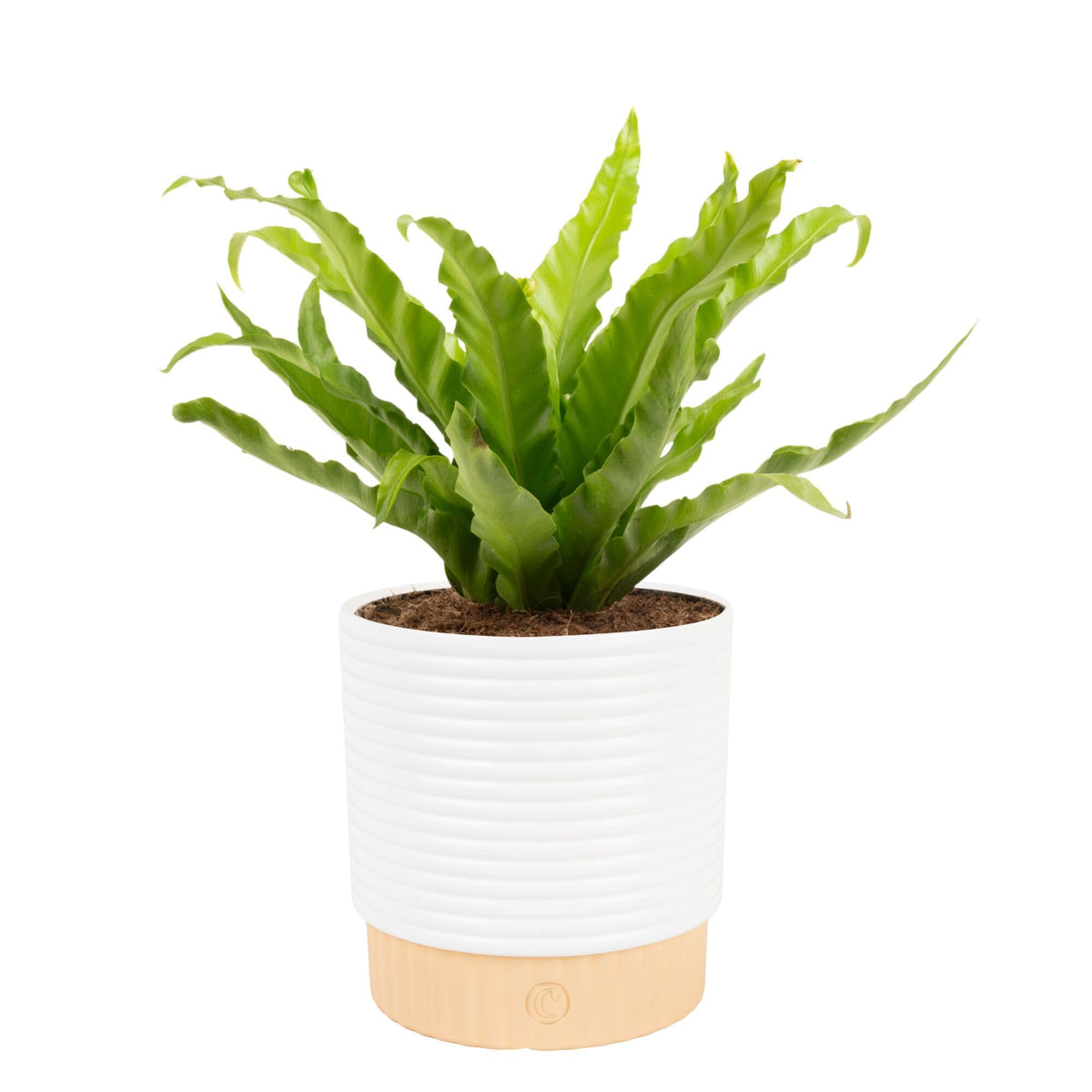 Costa Farms Bird's Nest Fern in decorative pot adds stylish room decor.