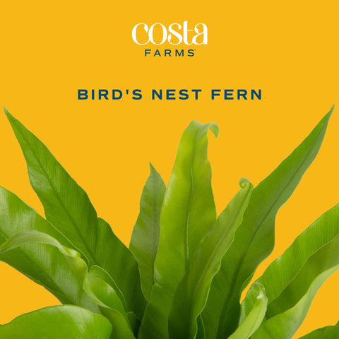 Costa Farms Bird's Nest Fern on a desk, ideal for tabletops.