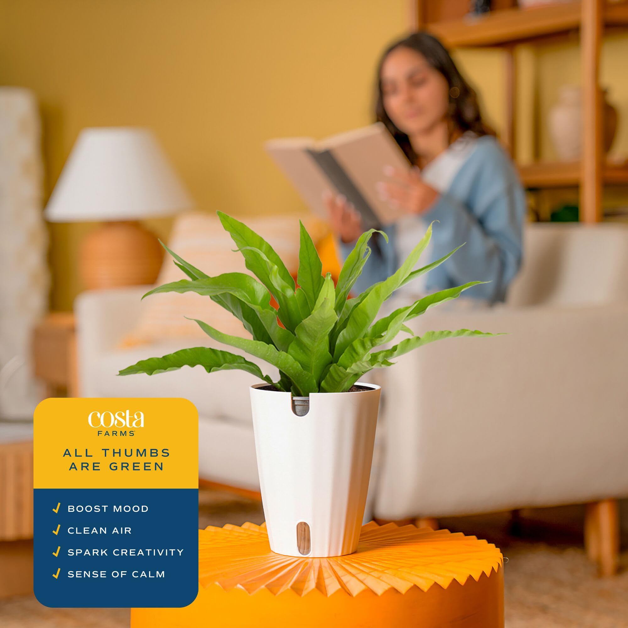 Costa Farms Bird's Nest Fern on a desk adds natural calm to workspaces.