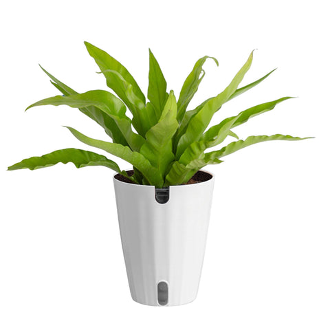 Costa Farms Bird's Nest Fern fronds glow in indirect light, ideal for a calm home office.