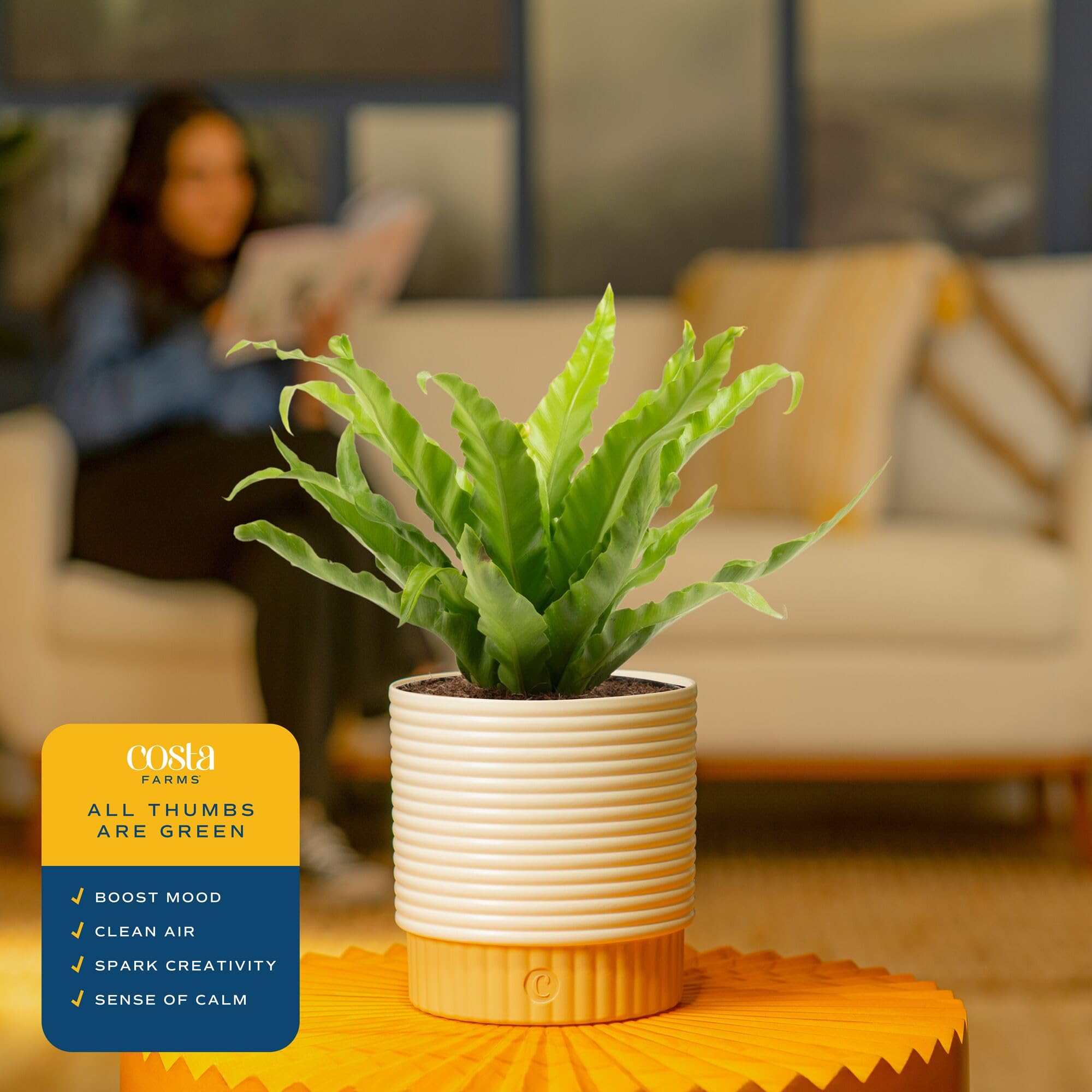 Costa Farms Bird's Nest Fern in an office corner elevates airiness.