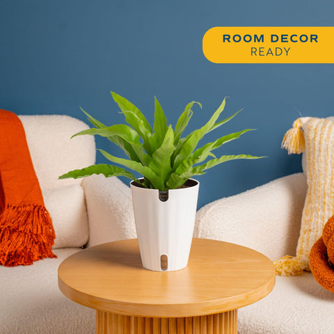 Costa Farms Bird's Nest Fern in pot and plant detail highlights lush foliage for everyday decor.