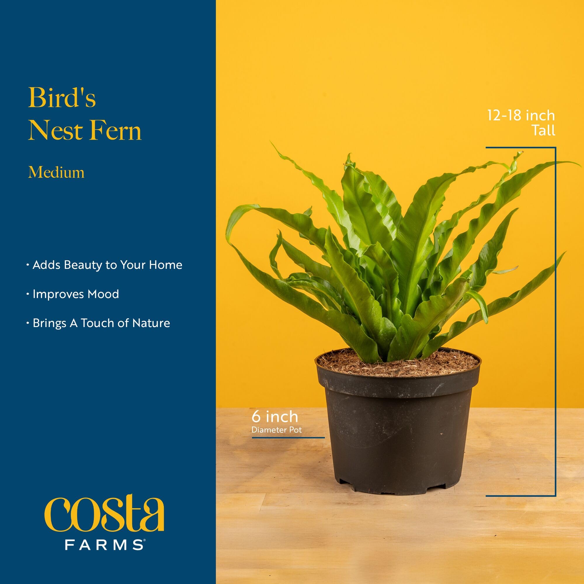 Costa Farms Bird's Nest Fern room decor sits beautifully in a bathroom or shaded desk.