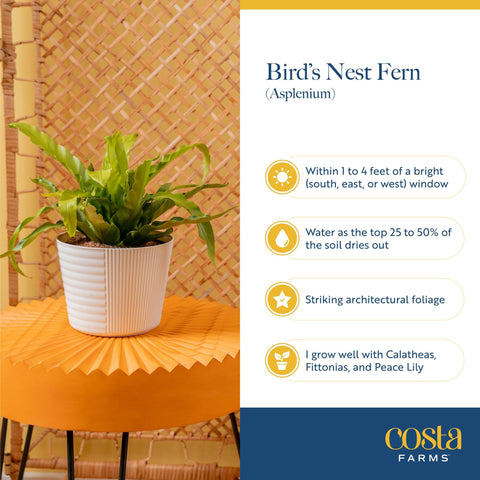 Costa Farms Bird's Nest Fern weekly watering cue helps plan simple care.