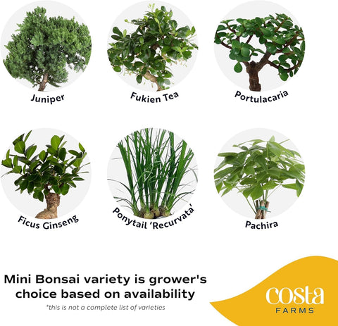 Costa Farms Bonsai planter moss topper accentuates natural textures in any room.