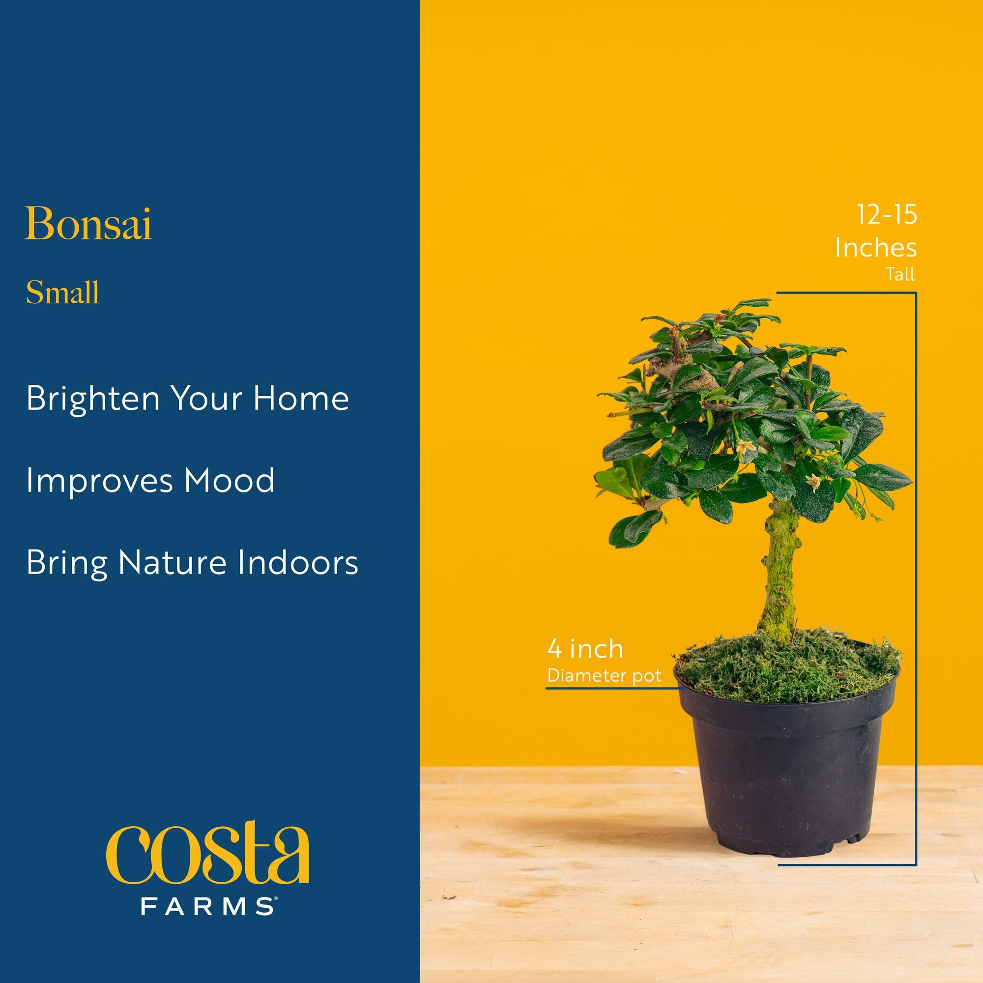 Costa Farms Bonsai on desk demonstrates compact elegance for home office decor.