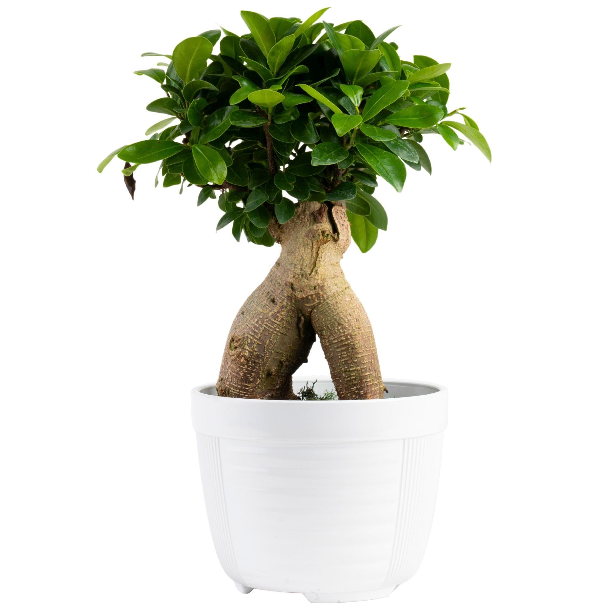 Costa Farms Bonsai in ceramic planter adds elegant desk decor and zen ambiance.
