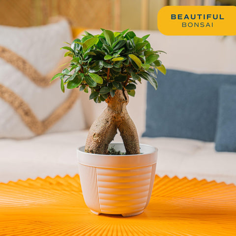 Costa Farms Bonsai leaves close-up showcases intricate foliage for a refined indoor space.