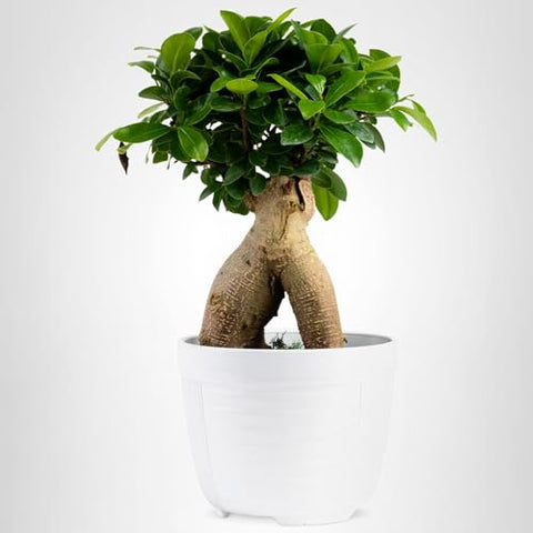 Costa Farms Bonsai size comparison shows compact, scalable indoor option.