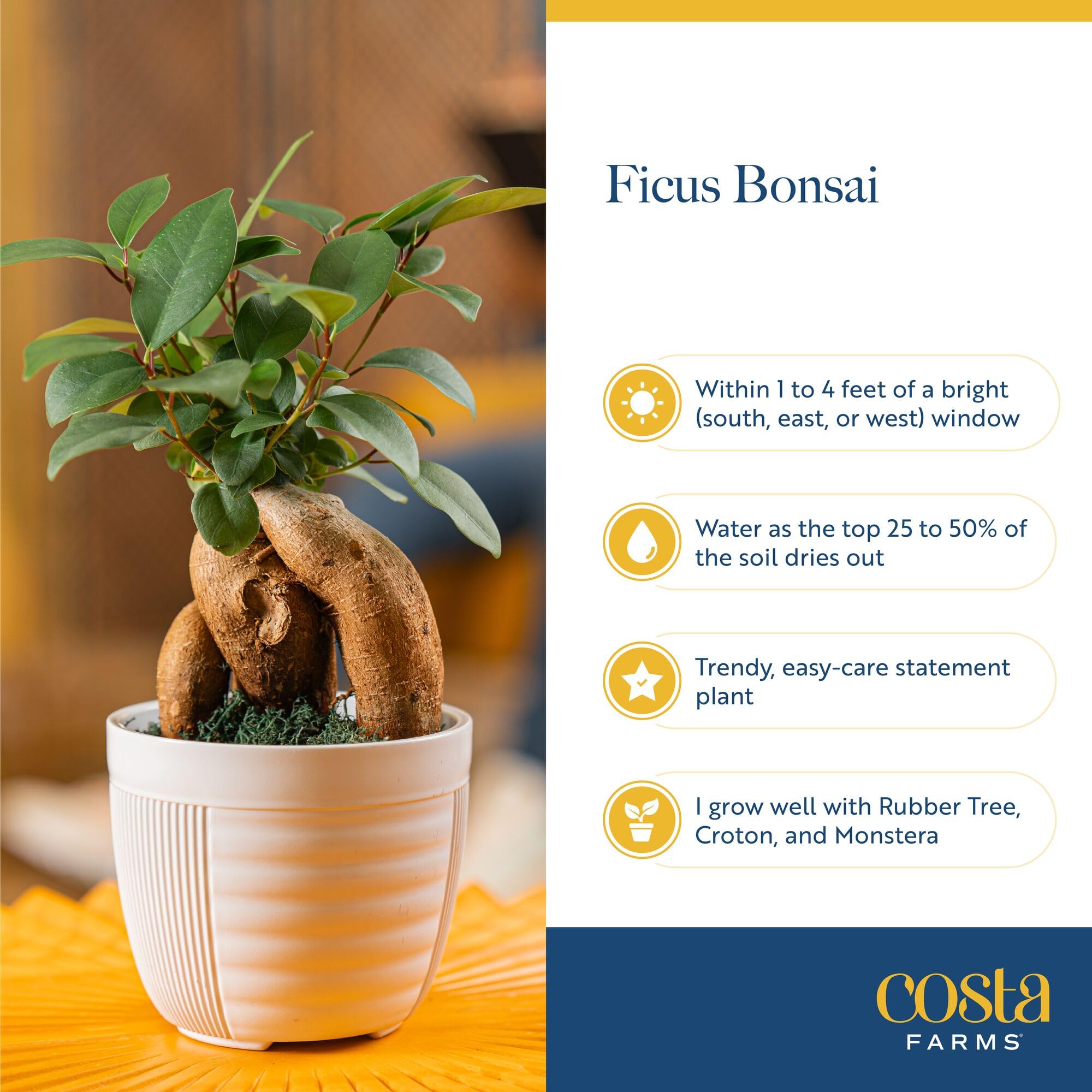 Costa Farms Bonsai watering detail shows soil texture and care cues.