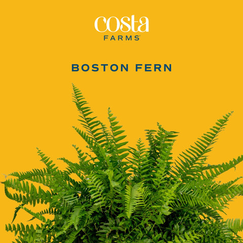 Costa Farms Boston Fern foliage close-up shows vibrant fronds and texture