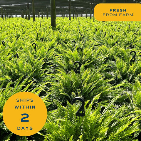 Costa Farms Boston Fern gift-ready pack ideal for housewarmings and gifting