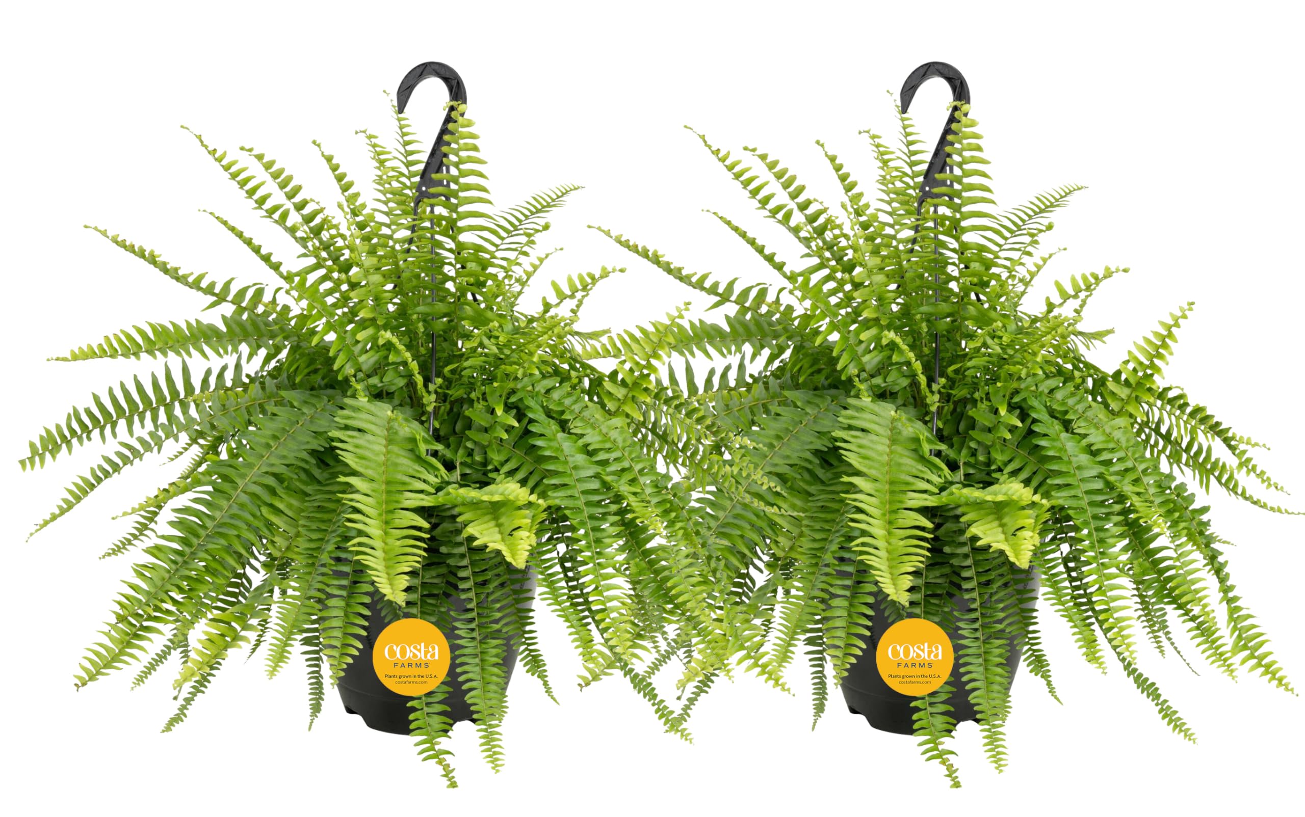 Costa Farms Boston Fern in a hanging basket with lush green fronds for bright indirect light decor