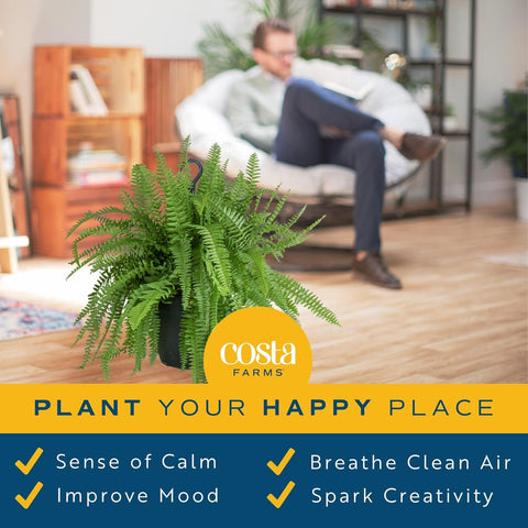 Costa Farms Boston Fern flourishes in indirect light for lush indoor greenery