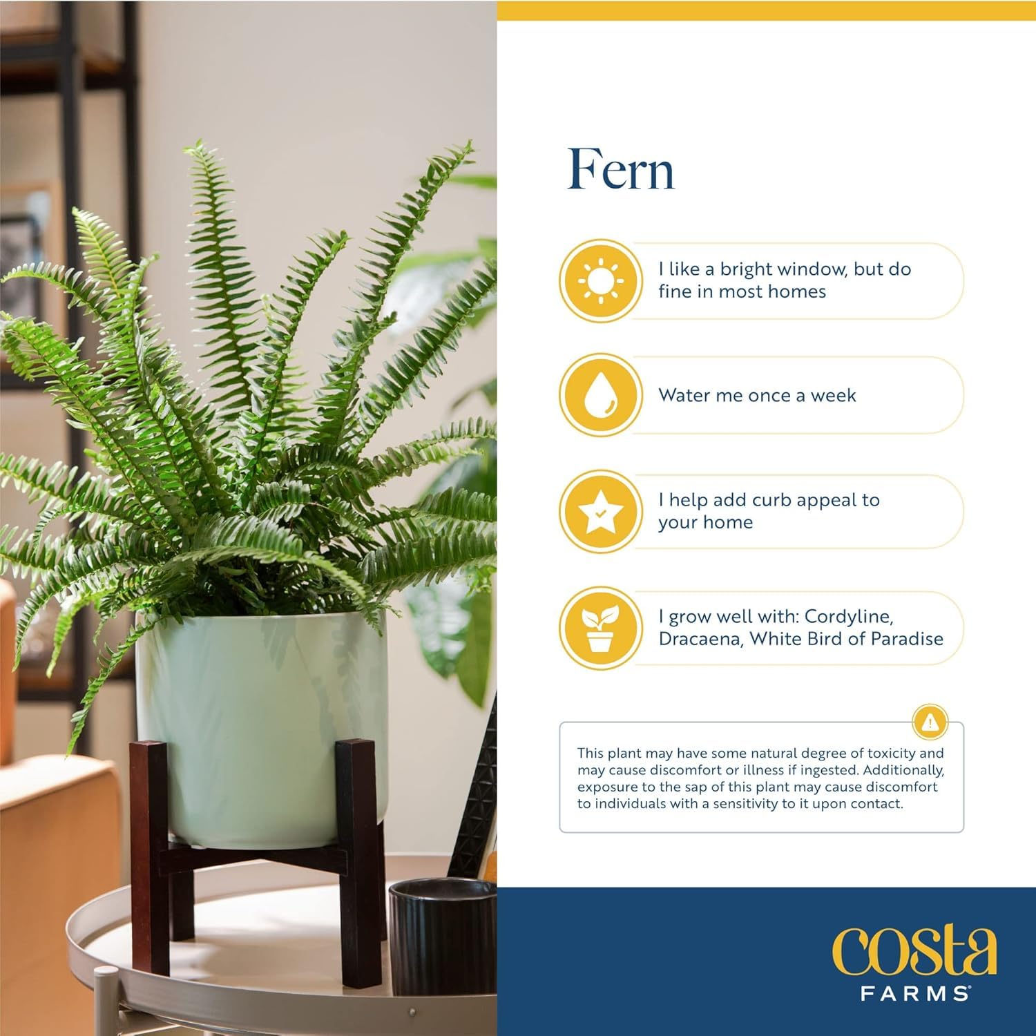Costa Farms Boston Fern enhances office and home decor with graceful arching fronds