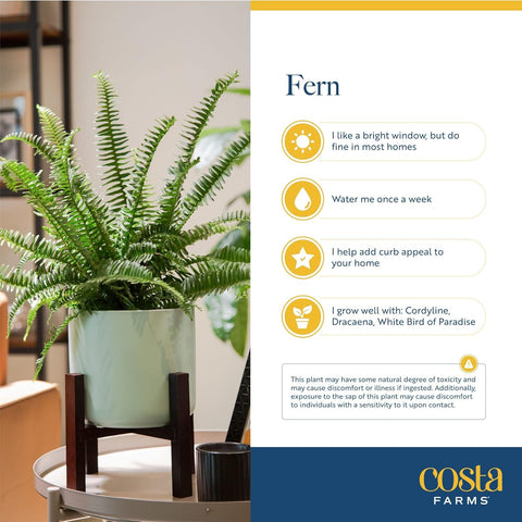 Costa Farms Boston Fern enhances office and home decor with graceful arching fronds