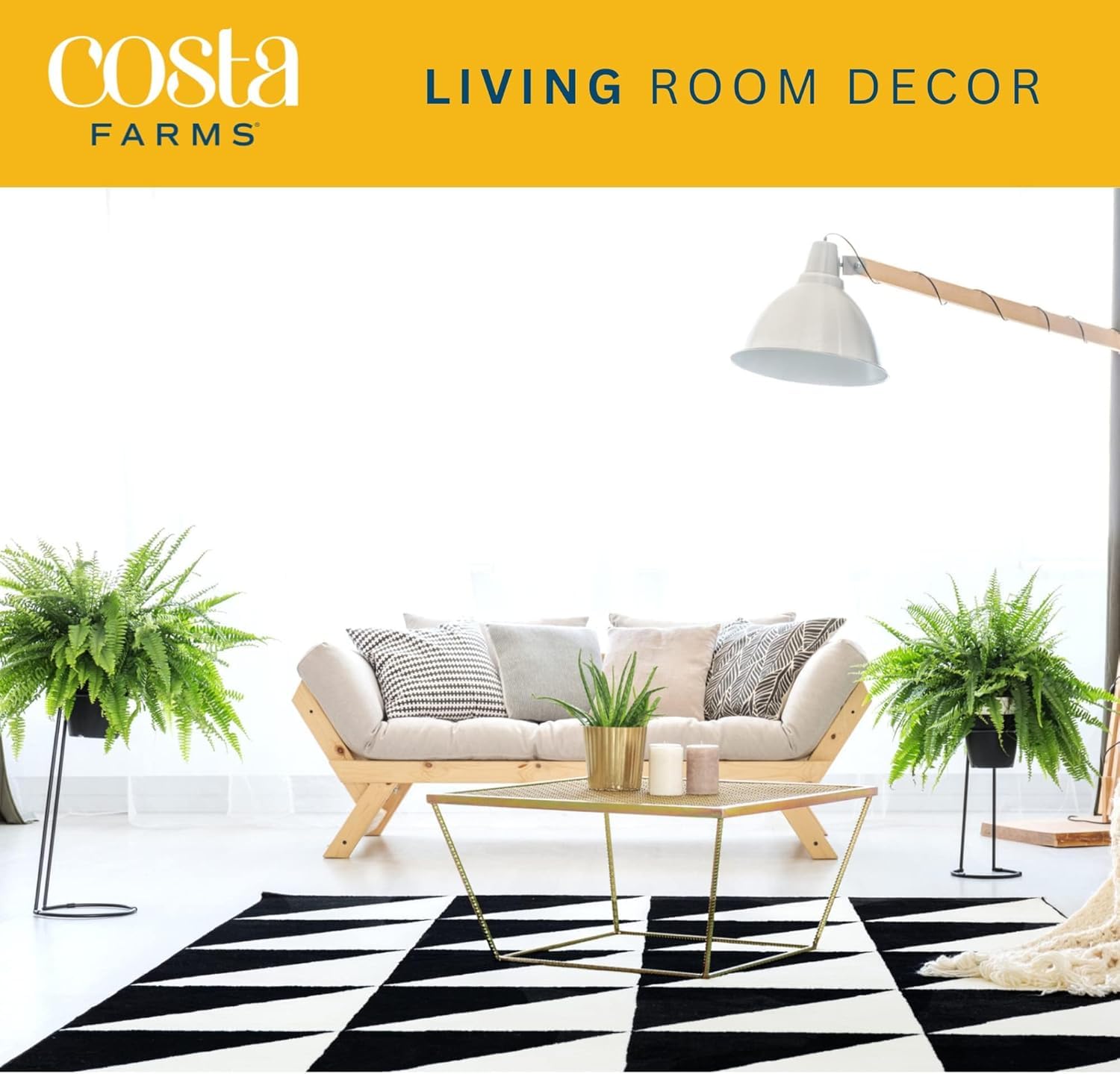 Costa Farms Boston Fern thriving outdoors in shaded garden setups with partial sun exposure