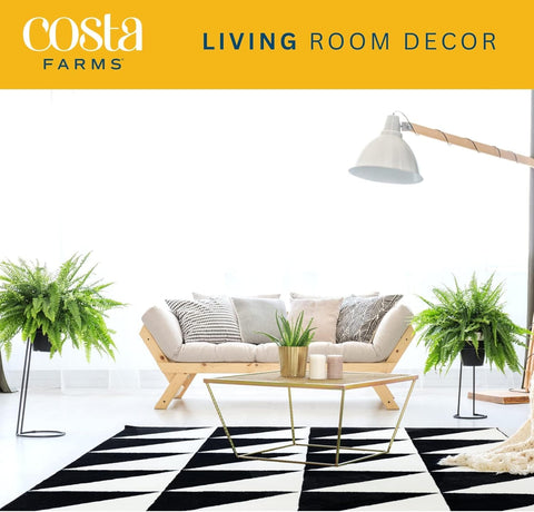 Costa Farms Boston Fern thriving outdoors in shaded garden setups with partial sun exposure