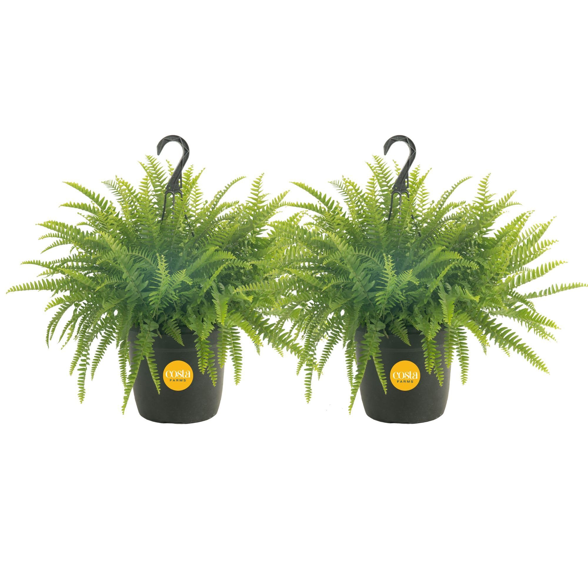 Costa Farms Boston Fern two-pack lush greenery for a balanced home focal point