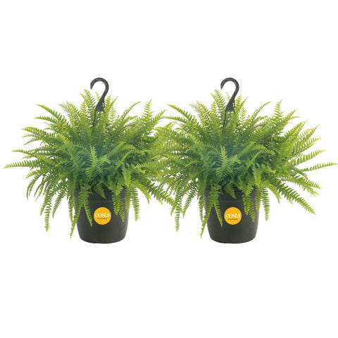 Costa Farms Boston Fern two-pack lush greenery for a balanced home focal point