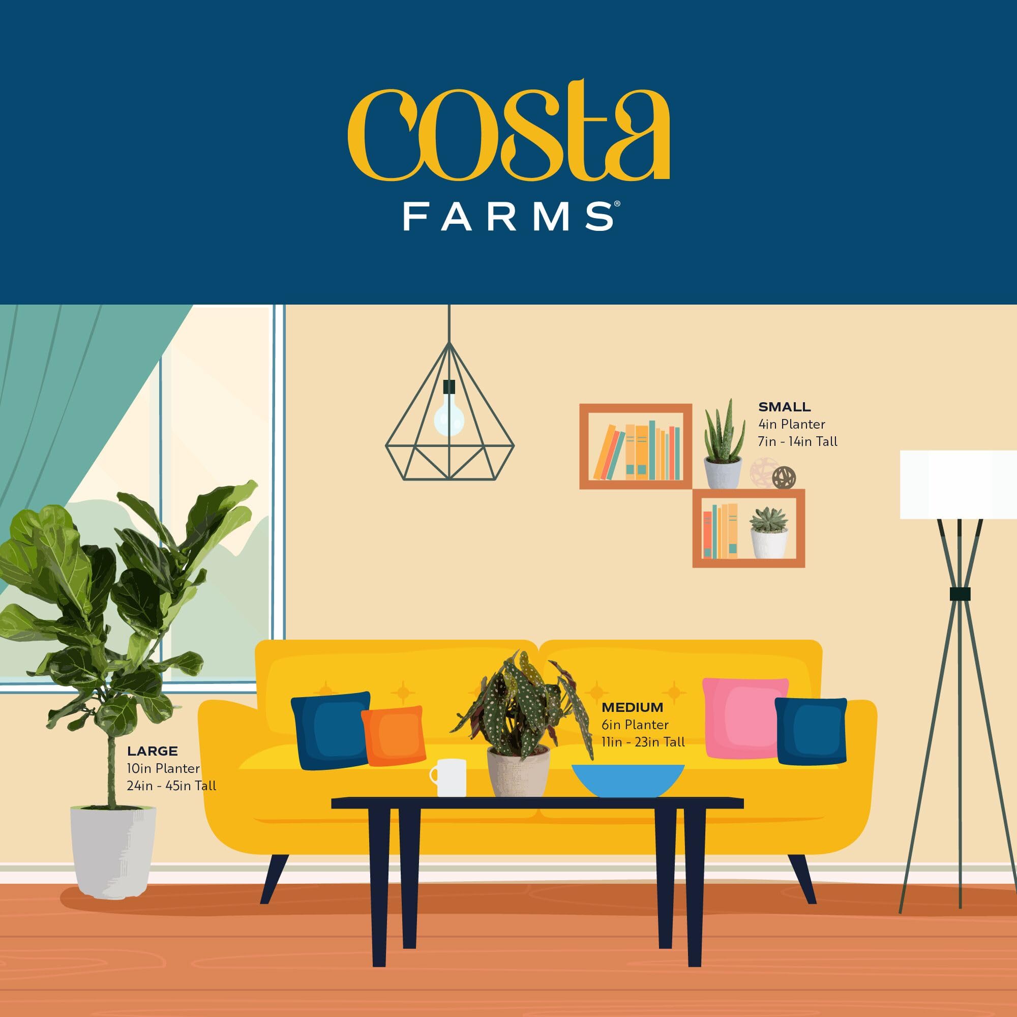 Costa Farms Boston Fern care tips include proper watering and well-draining soil