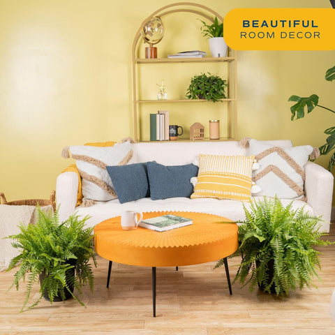 Costa Farms Boston Fern in bright window enhances natural light and mood