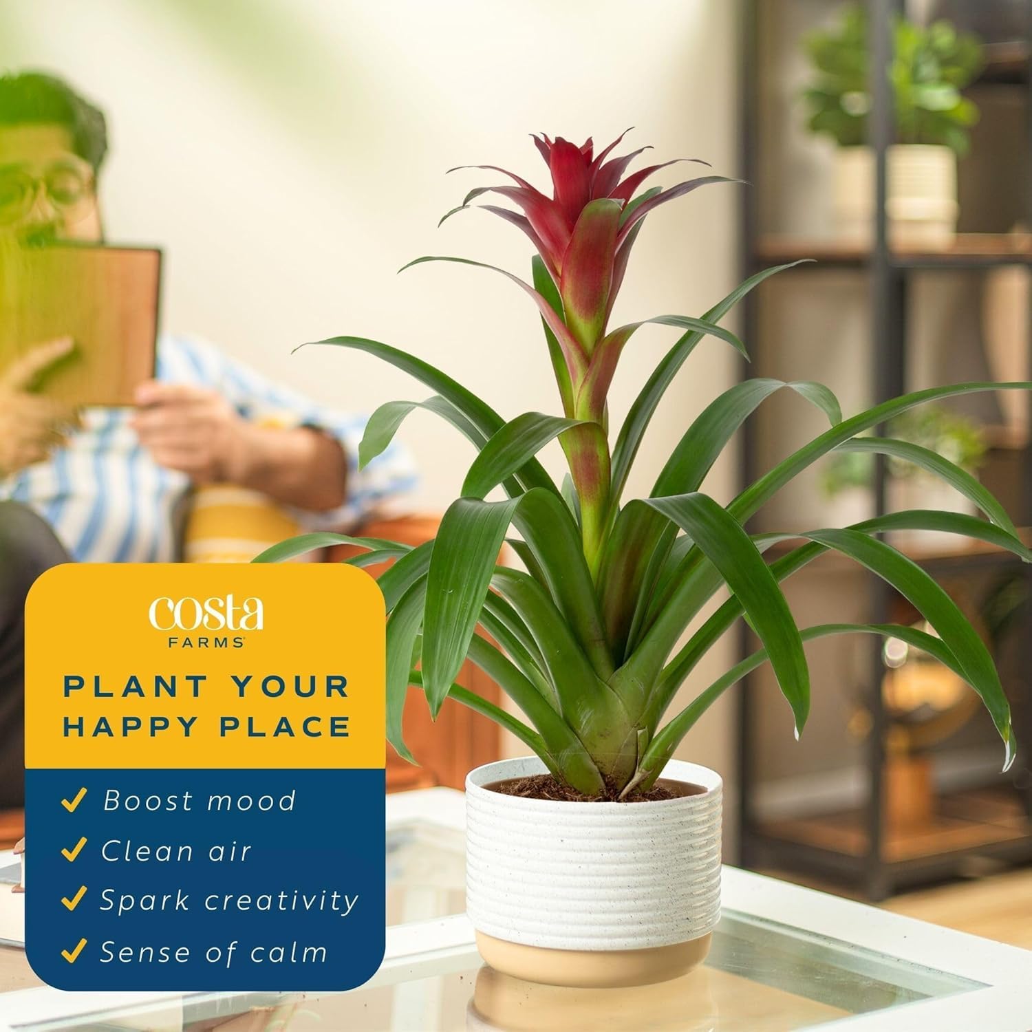 Costa Farms Bromeliad in a 6-inch planter demonstrates compact indoor greenery.