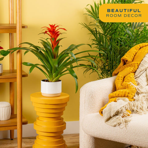 Costa Farms Bromeliad bloom bract showcases long-lasting color for living spaces.