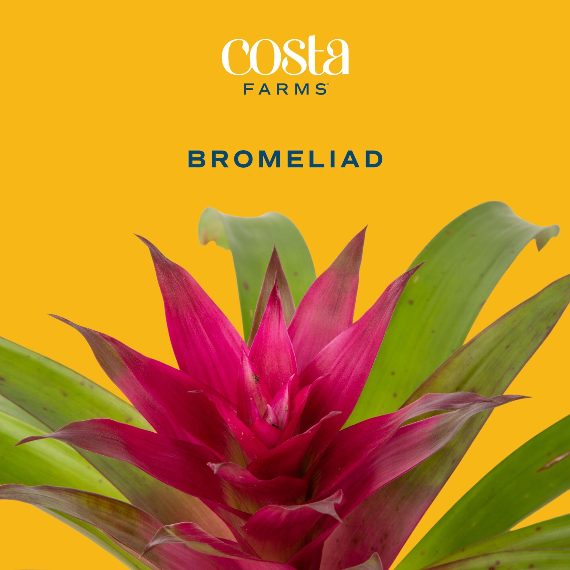 Costa Farms Bromeliad green strappy leaves create tropical flair.