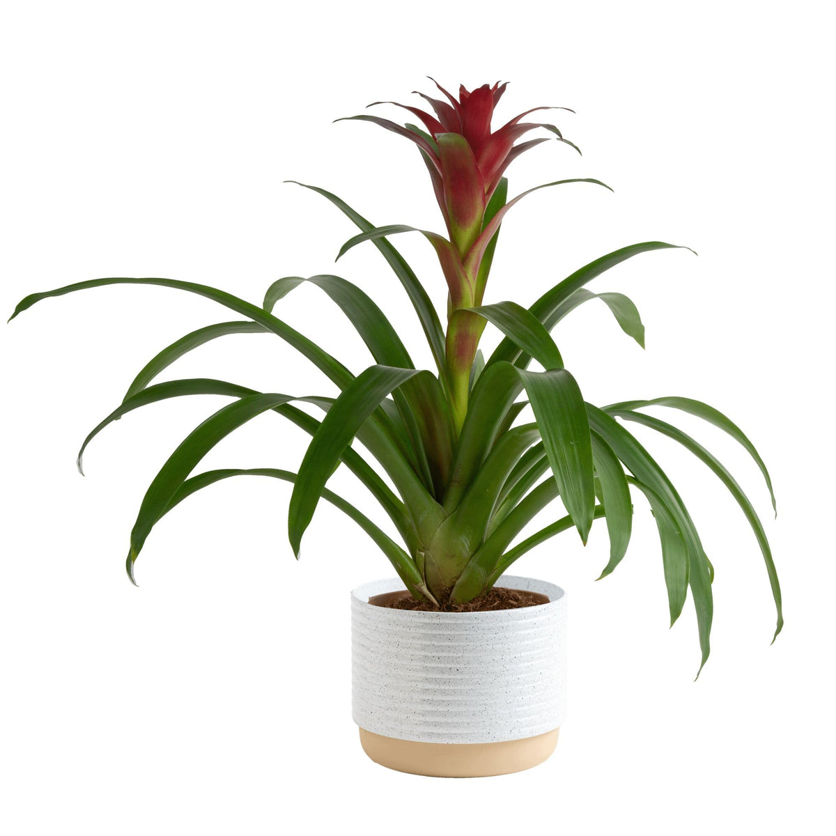 Costa Farms Bromeliad in decorative pot adds vibrant color to any room.