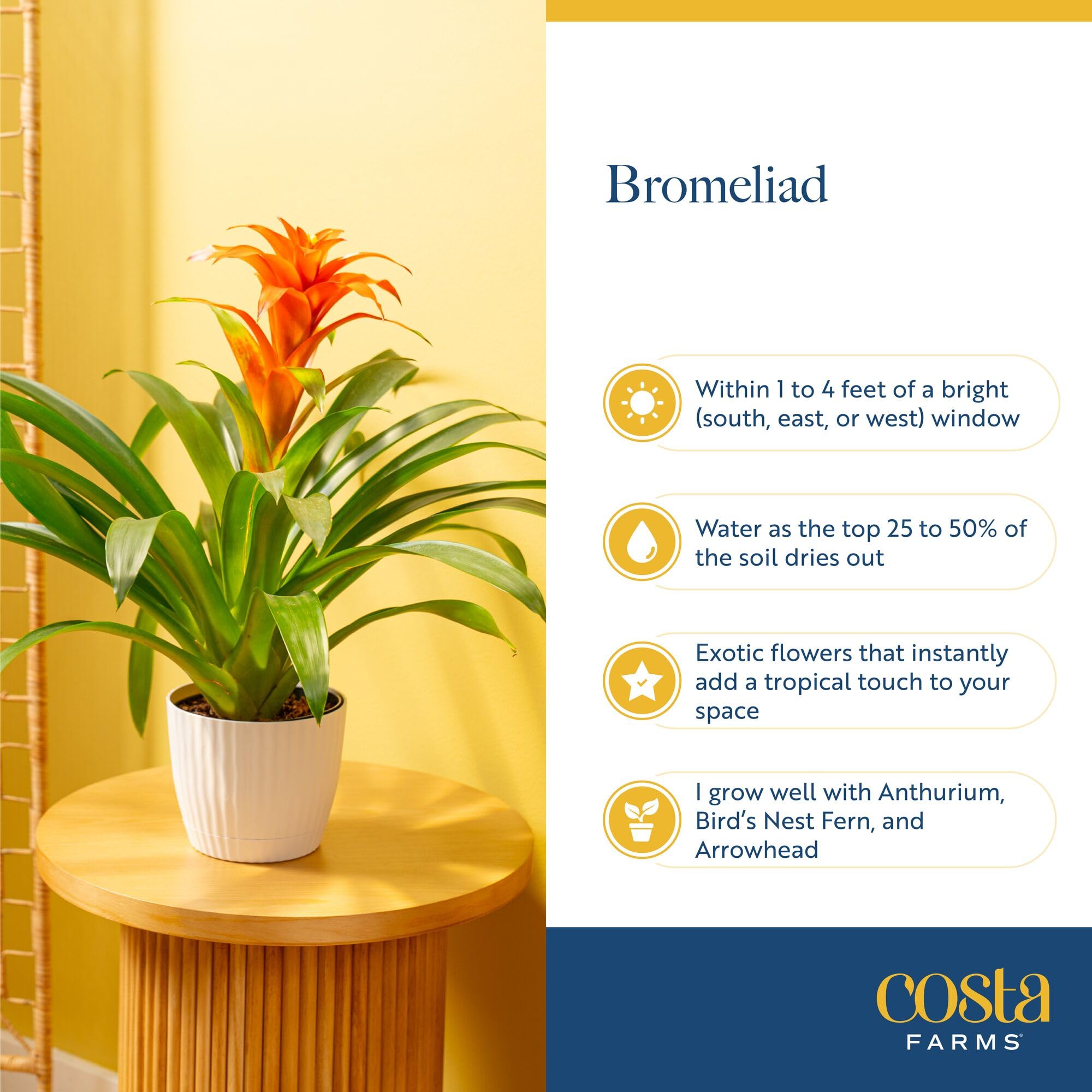 Costa Farms Bromeliad placed on an office desk brightens workspaces.