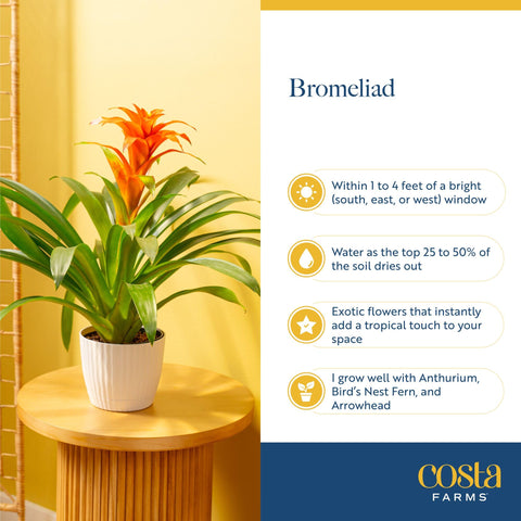 Costa Farms Bromeliad placed on an office desk brightens workspaces.