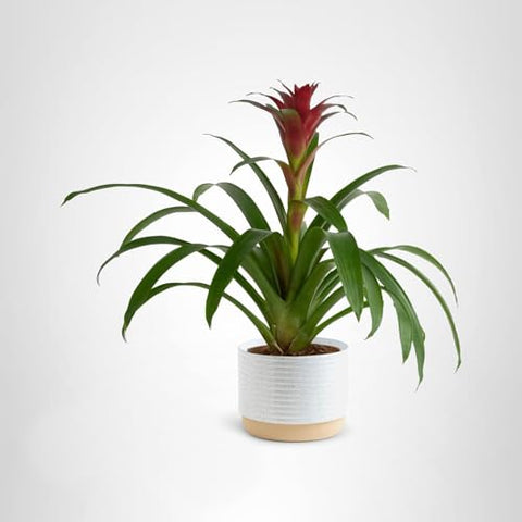 Costa Farms Bromeliad ready to display upon arrival.