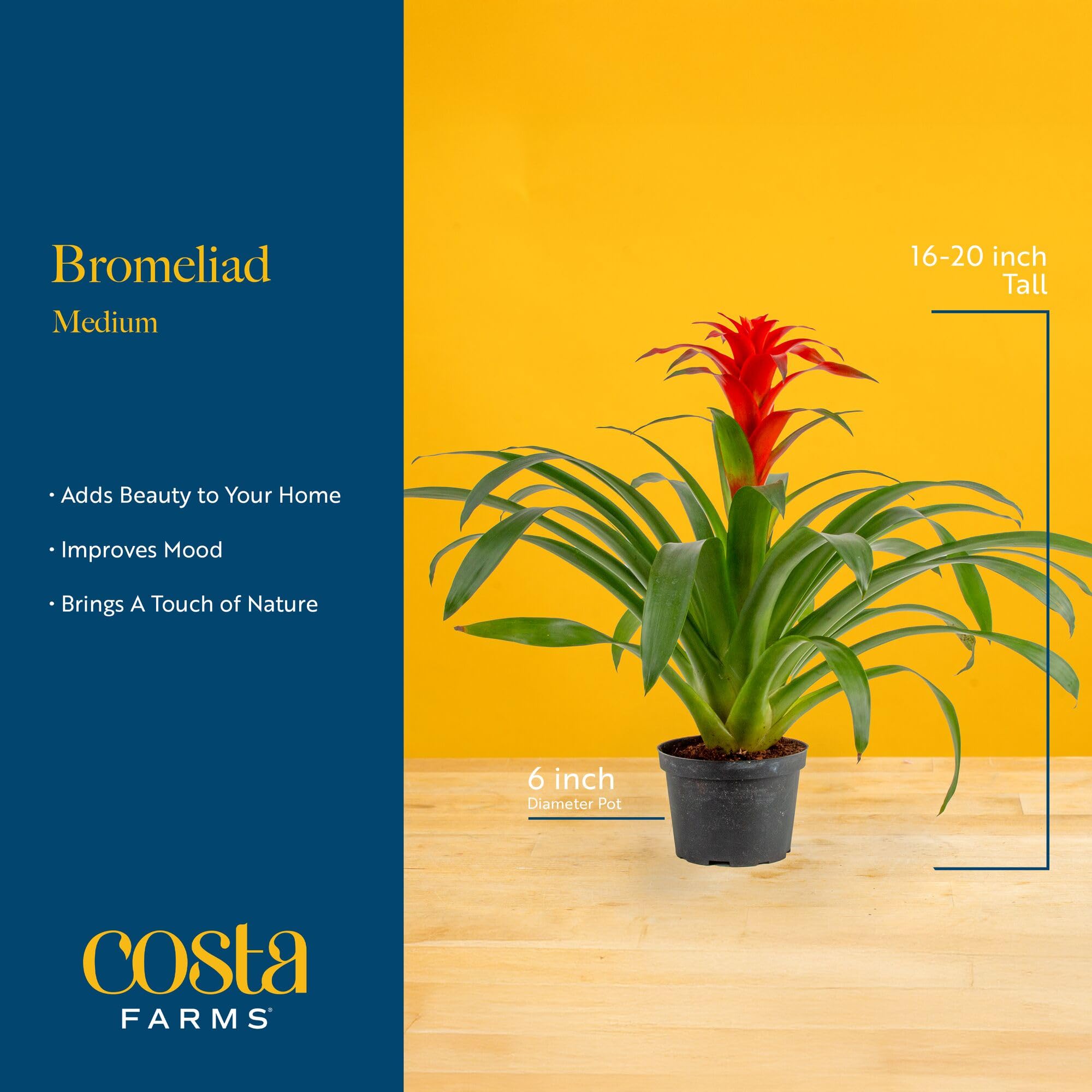Costa Farms Bromeliad packaged securely for shipment and ready to display.