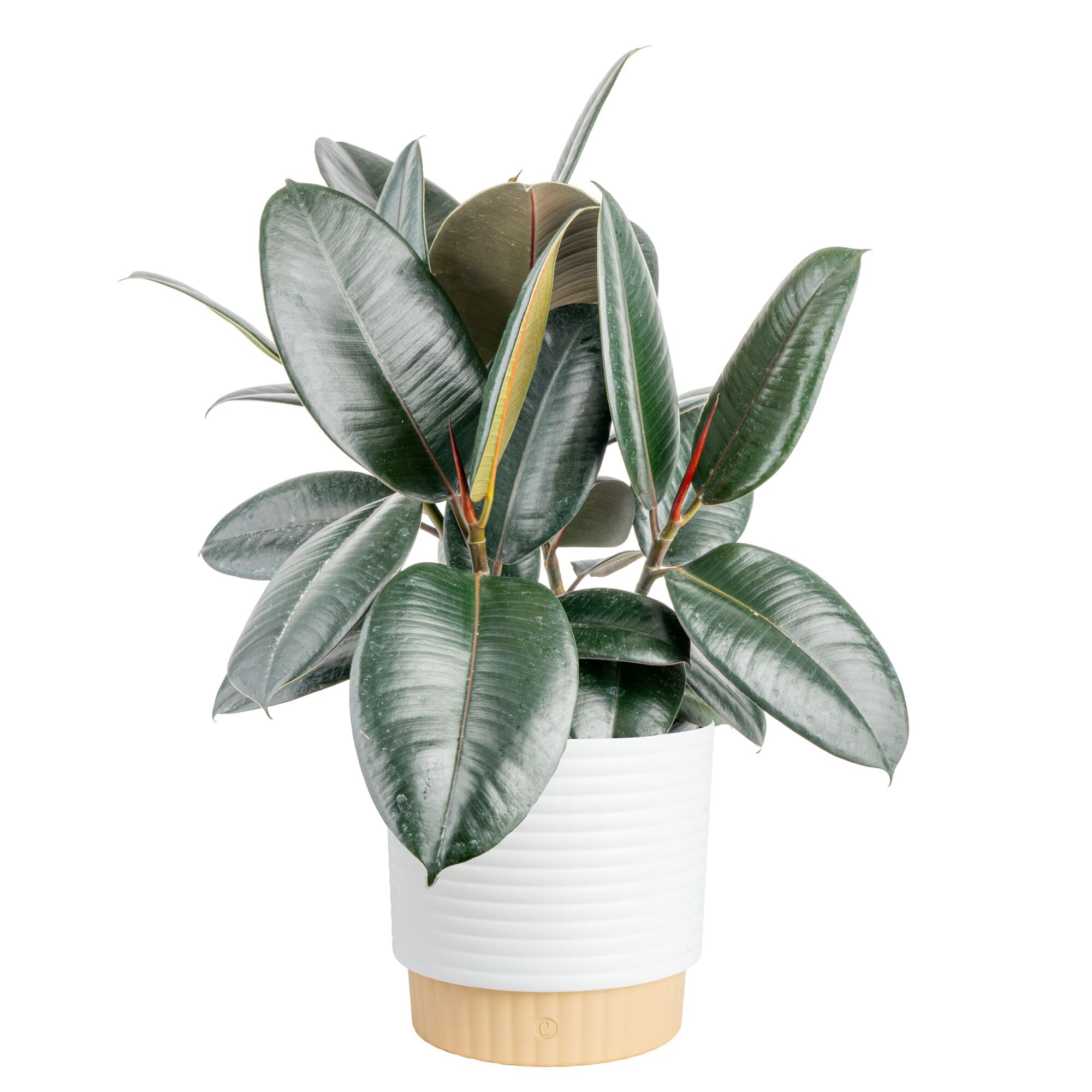 Costa Farms Burgundy Rubber plant in decorative pot adds dramatic color to your living space