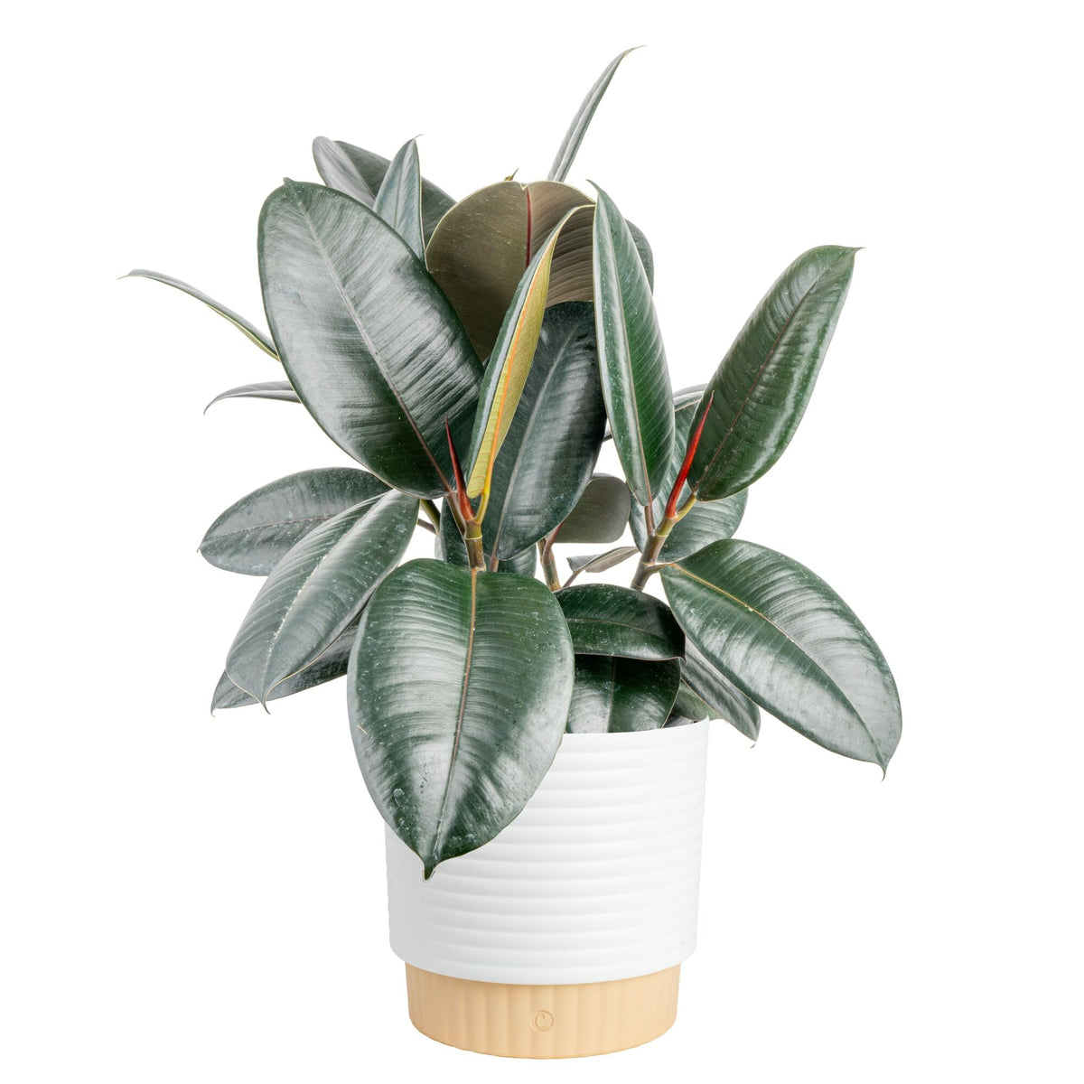 Costa Farms Burgundy Rubber plant in decorative pot adds dramatic color to your living space