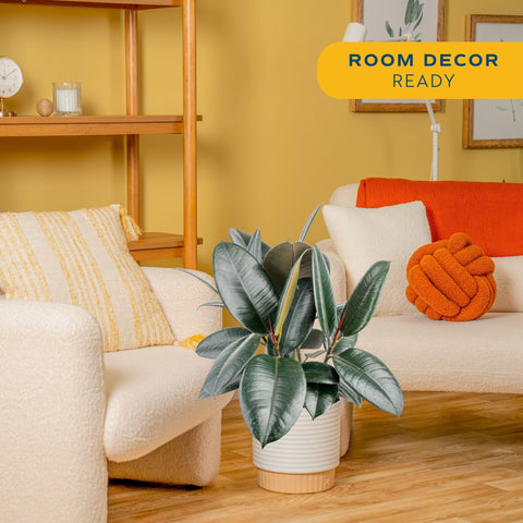 Costa Farms Burgundy Rubber plant showcases deep burgundy leaves as a striking focal point
