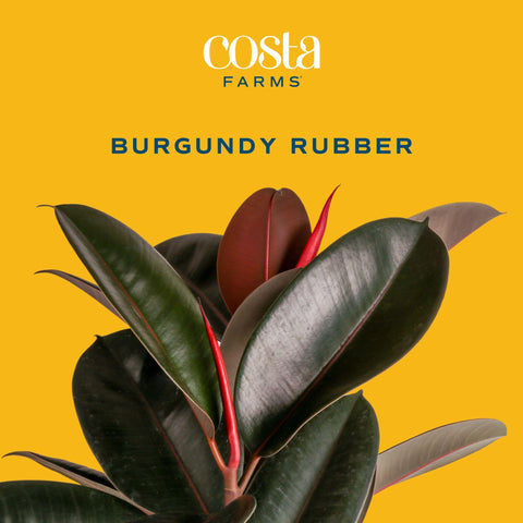 Costa Farms Burgundy Rubber Tree in grower pot ready for immediate display.