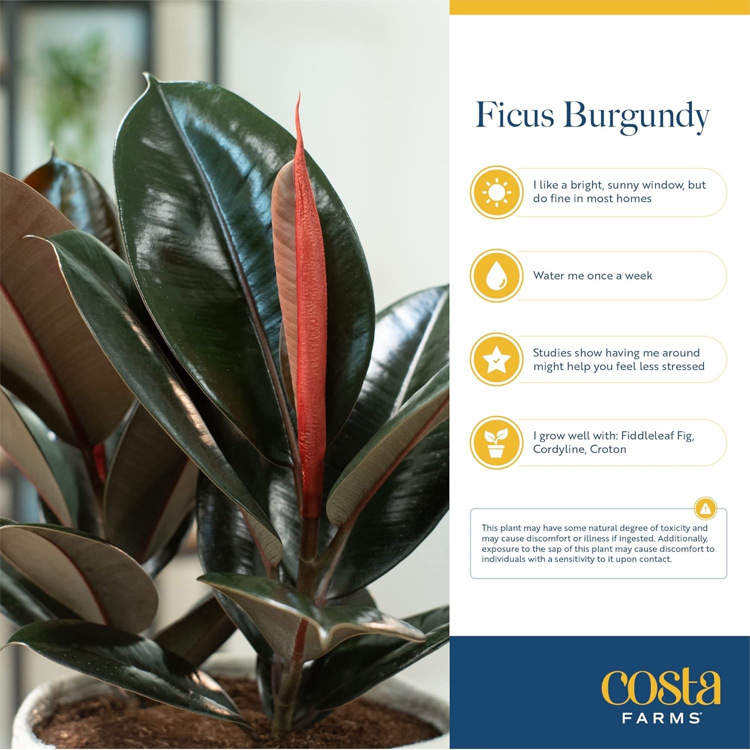 Costa Farms Burgundy Rubber Tree indoor setting ideal for bright indirect light.