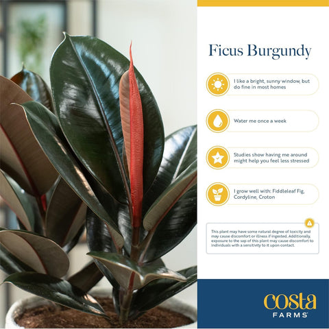 Costa Farms Burgundy Rubber Tree indoor setting ideal for bright indirect light.