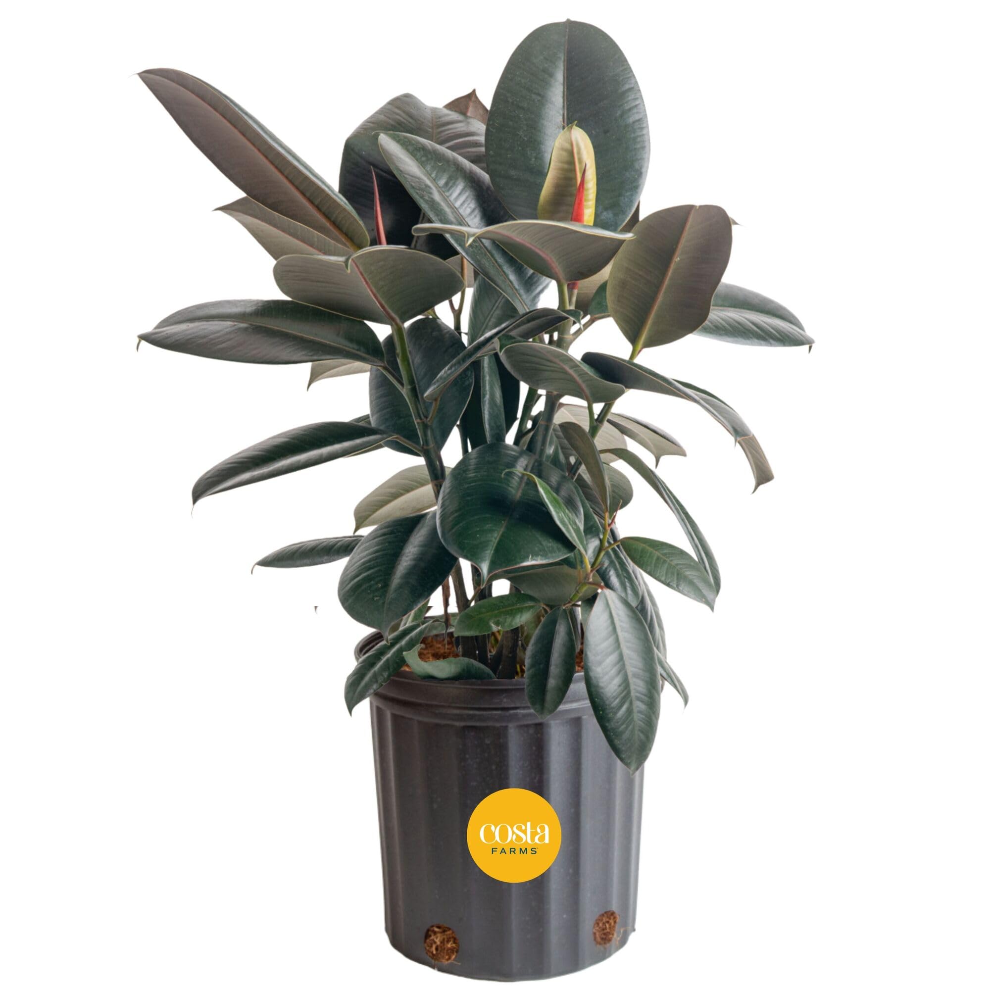 Costa Farms Burgundy Rubber Tree leaves close-up showing deep burgundy foliage for luxury decor.