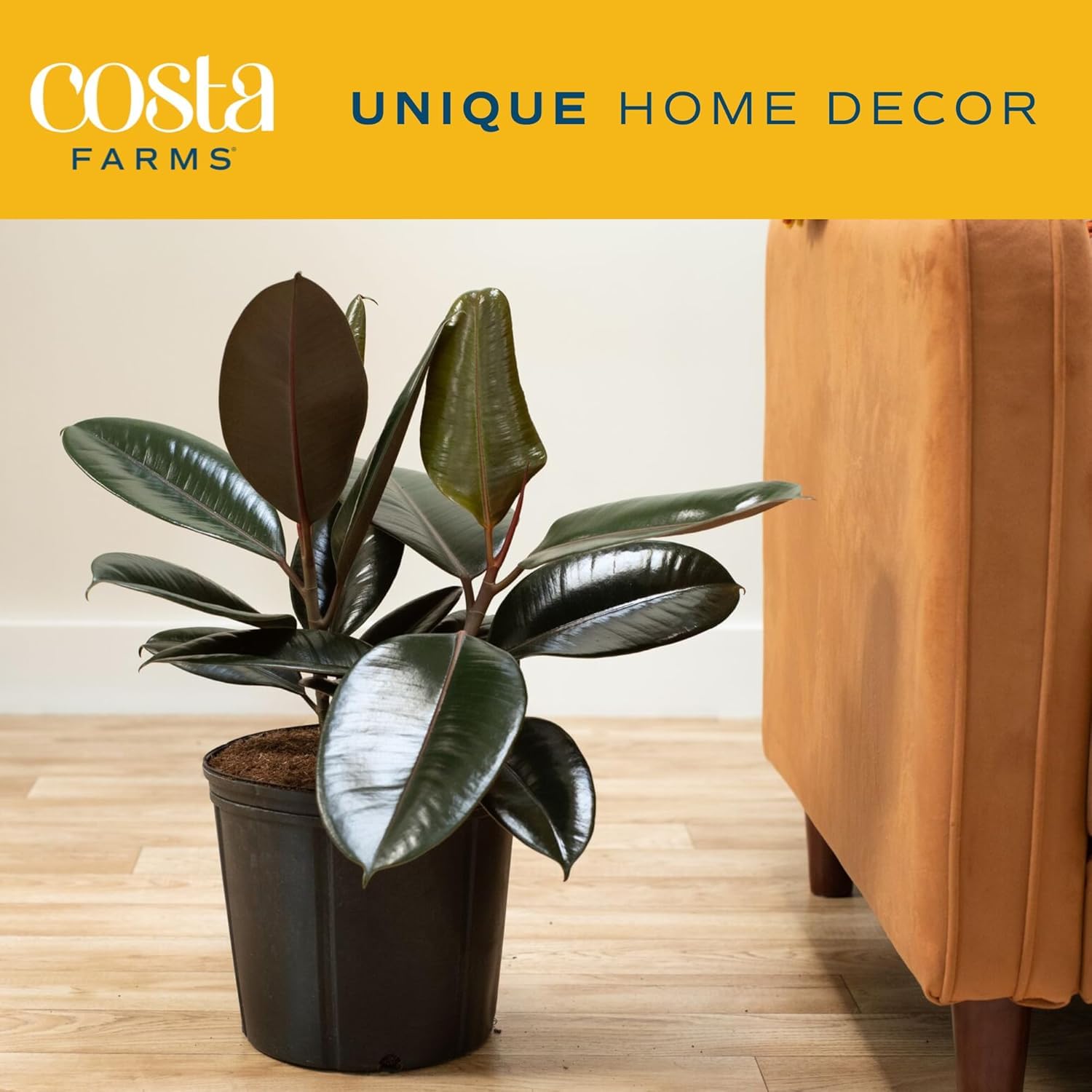 Costa Farms Burgundy Rubber Tree office corner with lush foliage.