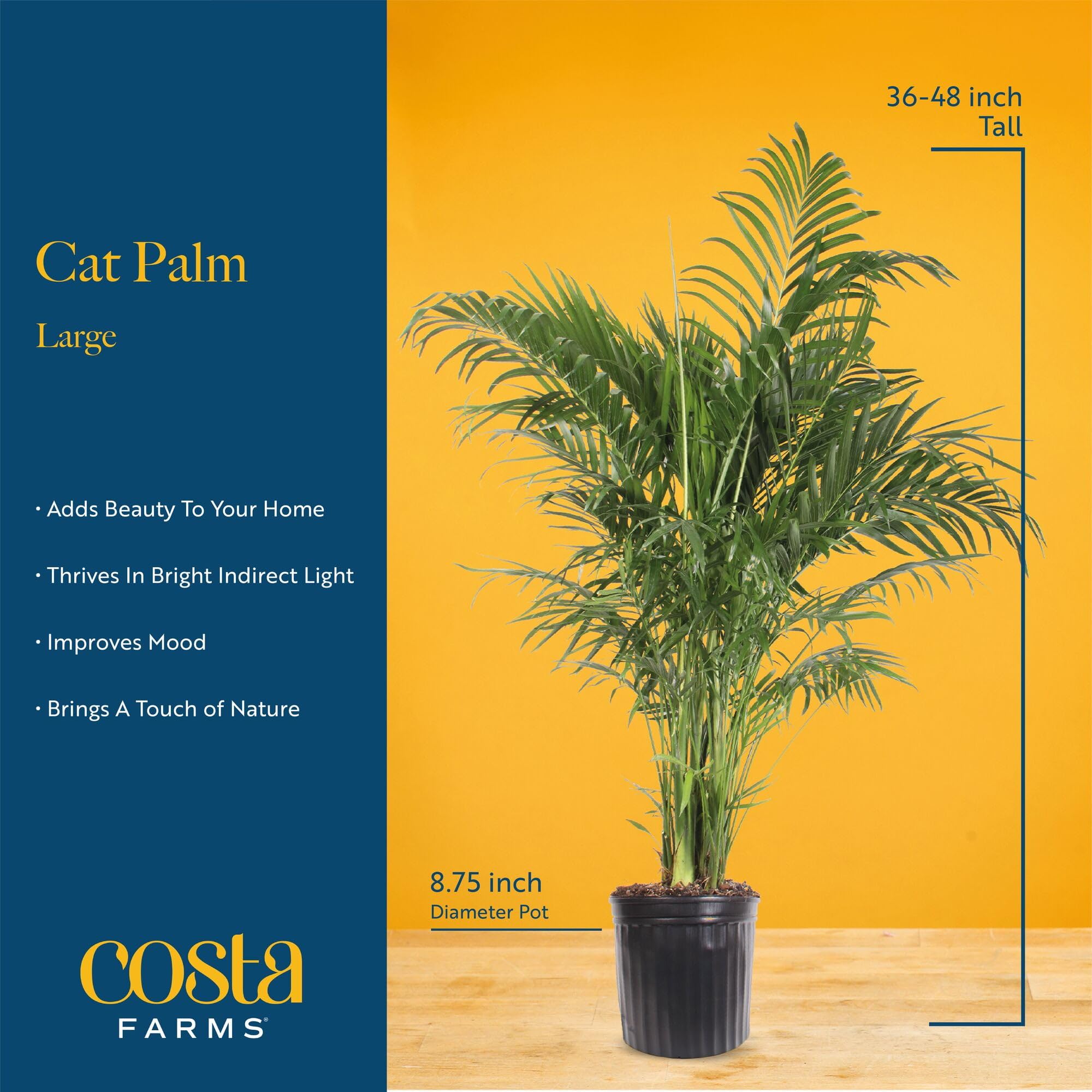 Costa Farms Cat Palm arrives packaged securely for safe delivery.
